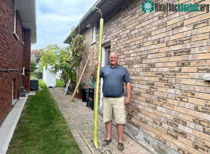Ông Henry D'Angela trồng bí xanh từ 10 năm nay.