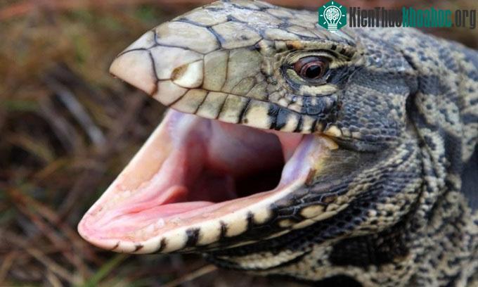 Thằn lằn tegu là loài ăn tạp phát triển nhanh ở miền nam nước Mỹ.
