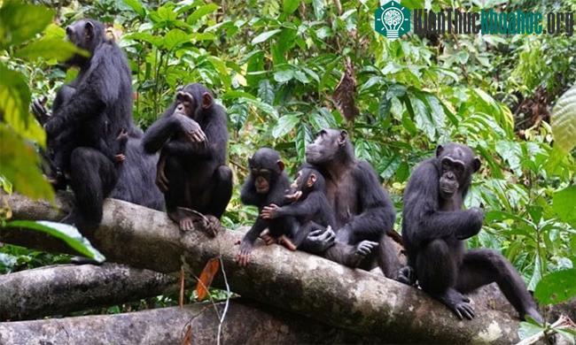 Tinh tinh leo lên đồi cao để quan sát tình hình đàn đối thủ.