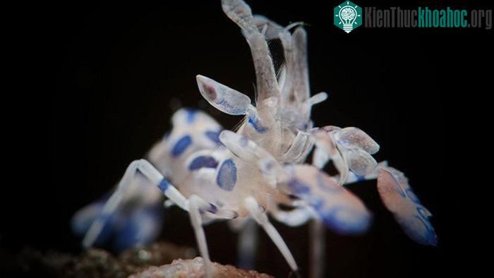 Tôm harlequin là loài tôm nước mặn sống tại các rặng san hô