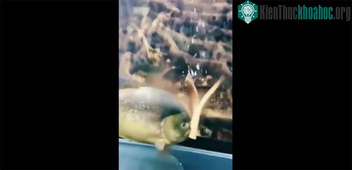 Con cá Piranha đã lao tới và chỉ bằng vài cú cắn nó đã cắt con lươn làm đôi.