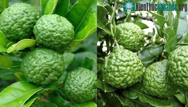 Quả chúc là một trong những loại quả đặc sản của tỉnh An Giang.