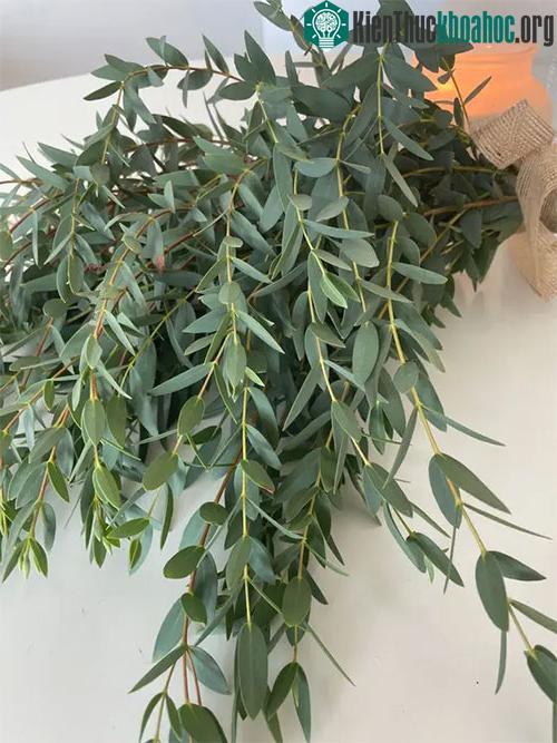 Cây bạch đàn còn gọi là cây khuynh diệp