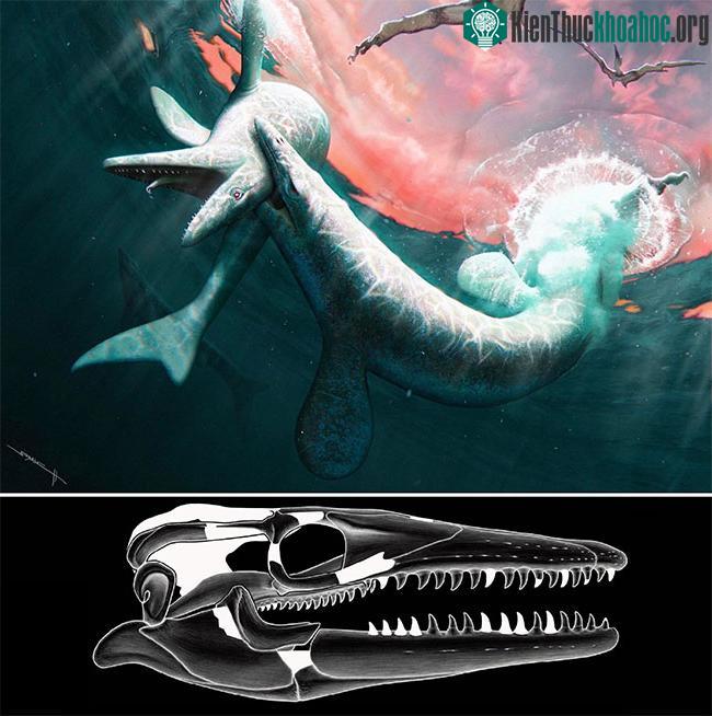 Loài này có lẽ là tiền thân của Mosasaurus vĩ đại.&nbsp;