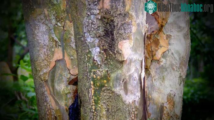 Lignum Vitae coi là một trong những loại gỗ nặng và cứng nhất thế giới.