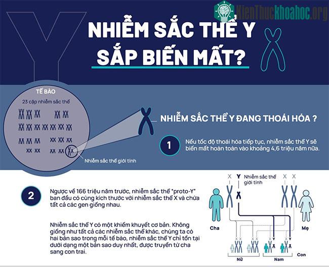 Nhiễm sắc thể Y sắp biến mất, điều gì sẽ xảy ra với đàn ông?