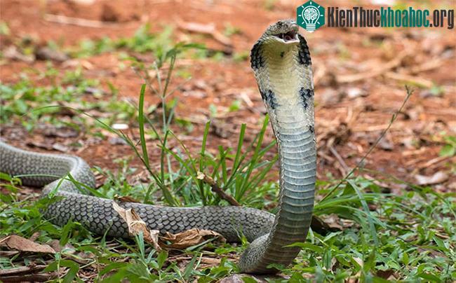 Một con rắn hổ mang Ấn Độ được tìm thấy ở vùng đất nông nghiệp Kanchipuram, Ấn Độ