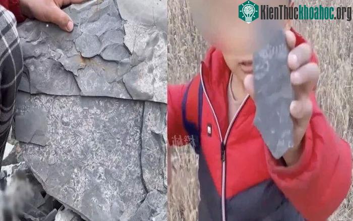 Vốn dĩ tưởng đây chỉ là một trò chơi, nào ngờ cậu bé tìm thấy hóa thạch cổ sinh vật học.