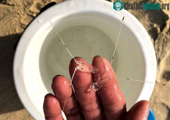 Tôm hùm giống bắt ngoài tự nhiên.