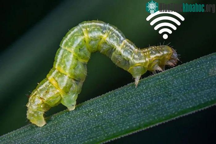Sâu Caenorhabditis Elegans có hệ thống liên lạc như Wi-Fi.