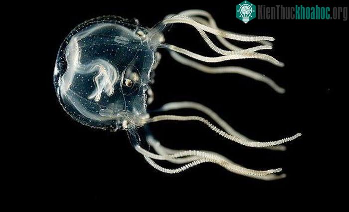 Sứa hộp Caribbean thực sự có thể học hỏi mà không cần đến não.