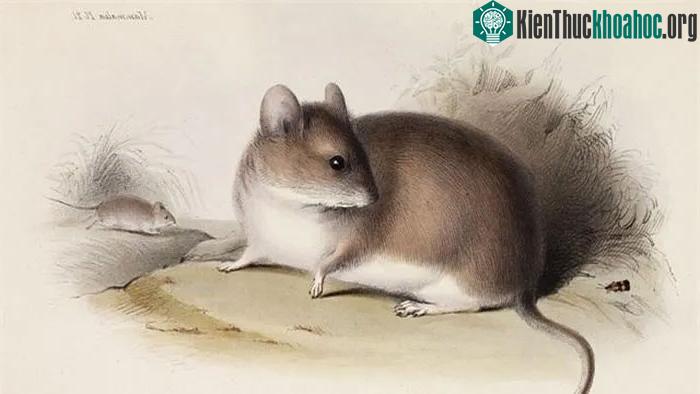Xác ướp chuột đôi khi được phát hiện có liên quan đến các nghi lễ