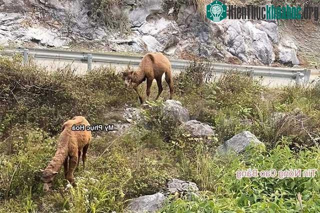 Hai con lạc đà kiếm ăn ven đường.