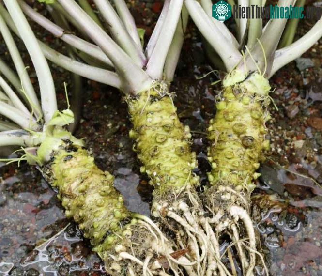 Cây Wasabi trồng ở Nhật Bản.
