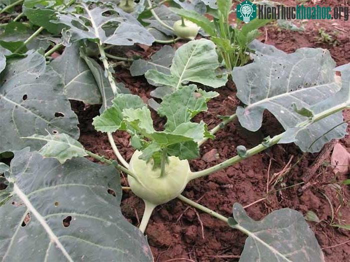 Su hào rất bổ dưỡng và mang lại nhiều lợi ích sức khỏe.