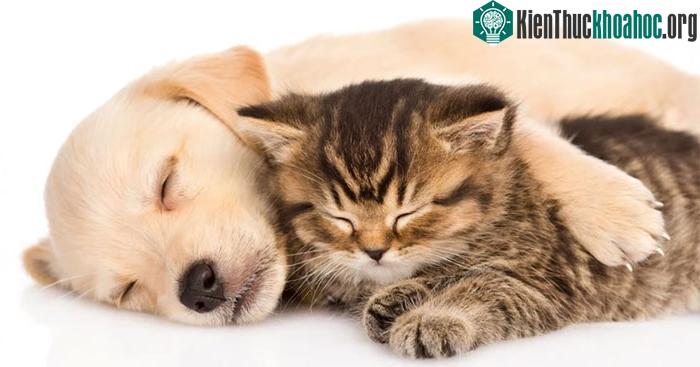 Mức độ suy giảm có xu hướng chậm hơn ở những người có nuôi thú cưng.