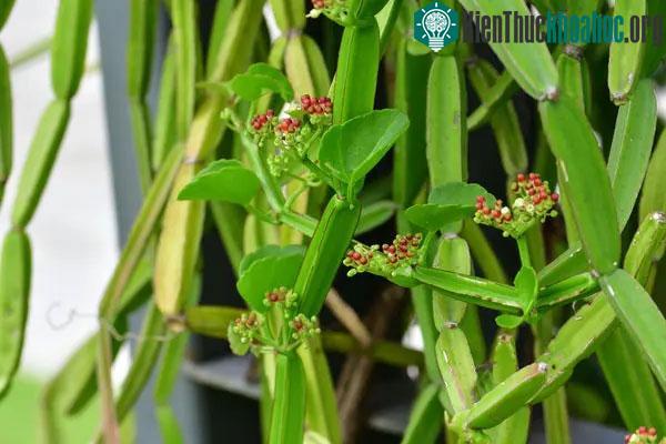 Hình ảnh cây hồ đằng bốn cánh.