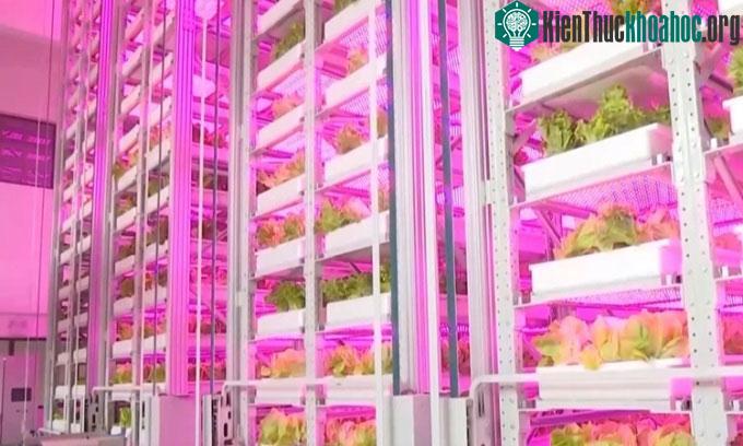 Cây trồng ở trang trại tự động được chăm sóc bằng hàng trăm loại đèn led màu khác nhau