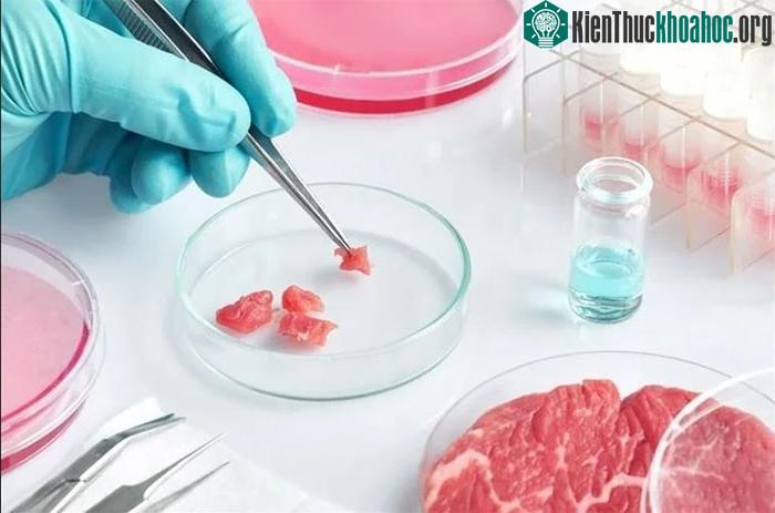Thịt được nuôi trong phòng thí nghiệm.