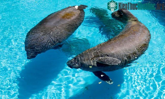 Cặp lợn biển sắp được giải cứu sau hàng chục năm nuôi nhốt ảnh 0