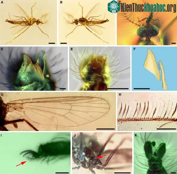 Những con muỗi cổ đại được bảo tồn trong hổ phách kỷ Jura