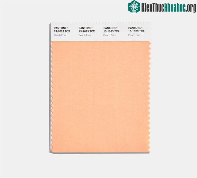 Màu sắc của năm 2024 là PANTONE 13-1023 “Peach Fuzz”, một màu đào nhẹ nhàng và ấm áp.&nbsp;