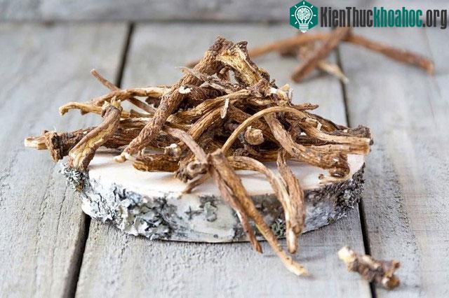 Rễ cây bồ công anh có khả năng ngăn ngừa chứng nhiễm trùng đường tiết niệu.