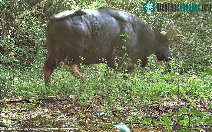Bò tót