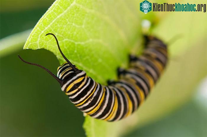 Cây bị thương có thể phát tán một hợp chất đóng vai trò như tín hiệu cảnh báo ra xung quanh.