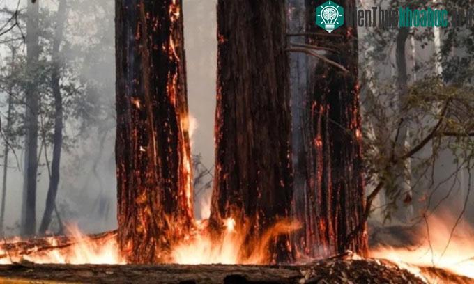 Một số cây hồng sam bị cháy rừng tàn phá hồi tháng 8/2020.