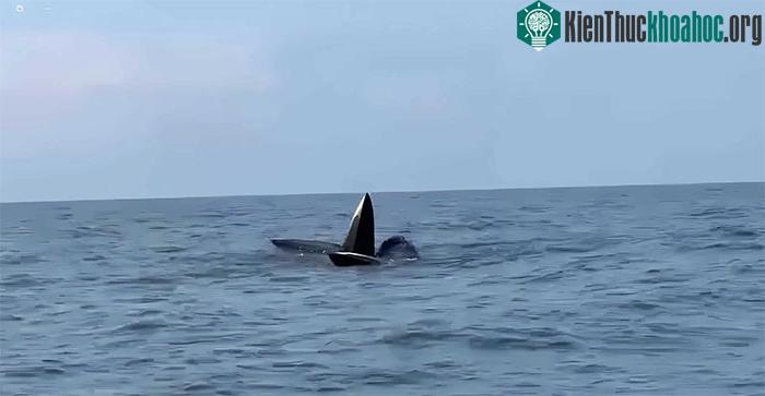 Khoảnh khắc đàn cá voi đang bơi lượn ở phía Đông Nam đảo Cô Tô