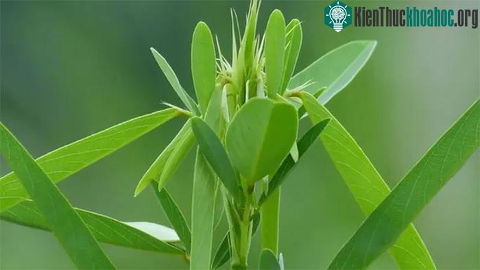 Loài cây có khả năng "nhảy múa" khi nghe thấy âm thanh có tên gọi là cây khiêu vũ.