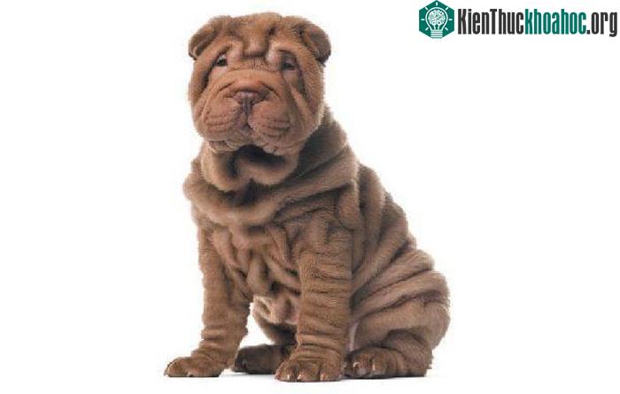 Chó Shar Pei hay còn được gọi là chó Sa Bì.