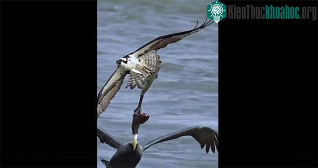 Bồ nông đã há miệng lớn và tăng tốc với ý định nuột chọn con mồi của chim ưng.