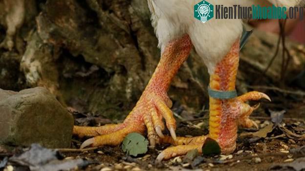 Loài gà quý của Việt Nam, tưởng như chỉ có trong truyền thuyết ảnh 1