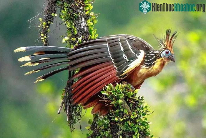 Gà móng có cổ dài và đầu nhỏ.