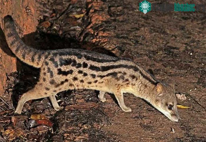 Cầy hương Madagascar là loài động vật khá nhút nhát.