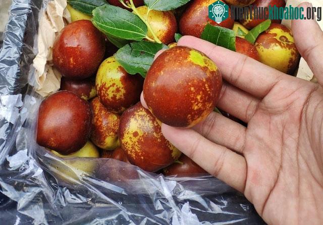 Hồng táo chứa nhiều saponin - chất kích thích giấc ngủ tự nhiên, hiệu quả.&nbsp;
