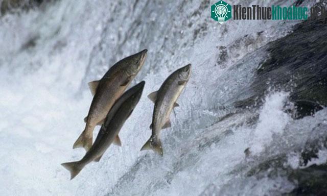 Cá hồi lội ngược thác trở về nơi chúng sinh ra để đẻ trứng.