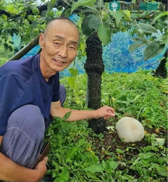 Nấm trứng Calvatia gigantea được phát hiện mọc liên tiếp suốt 10 năm tại một vườn táo