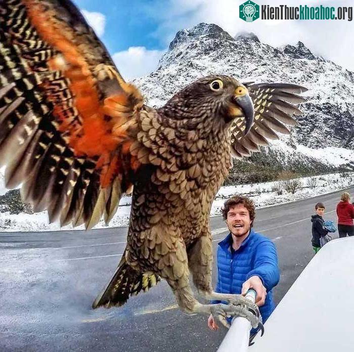 Vẹt Kea (Nestor notabilis) là một loài vẹt lớn có nguồn gốc từ các vùng rừng và núi cao