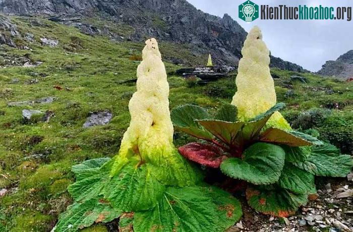 Cây này có thể có cụm hoa khổng lồ cao 1-2m, mọc sát đất.