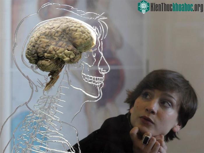 Thí nghiệm cấy ghép não: Sự phát triển của mô não người gây ra những thay đổi hành vi ở chuột ảnh 1