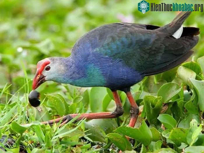 Trích cồ còn có đôi chân dài miên man và có những “vũ điệu” múa khá ẻo lả, rất đẹp.