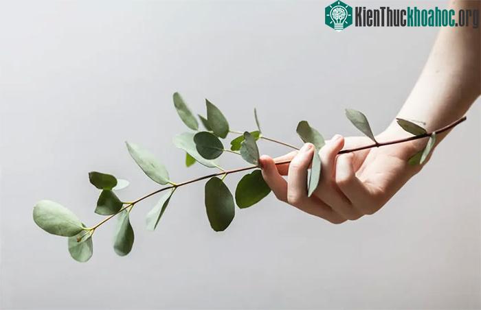Không dùng trực tiếp chiết xuất lá bạch đàn.