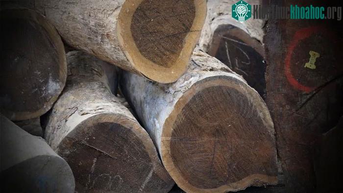 Gỗ Lignum Vitae