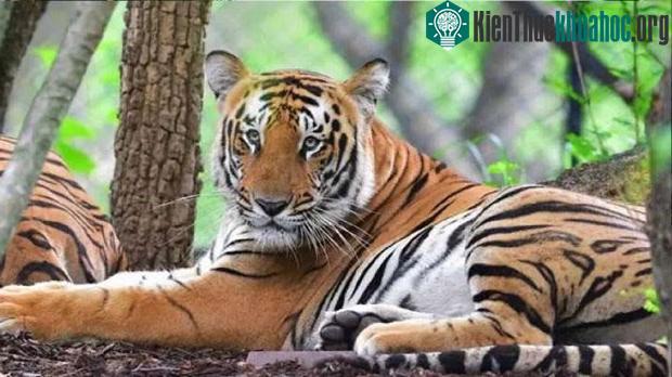 Hoa văn trên cơ thể động vật không phải ngẫu nhiên mà là do một quá trình khuếch tán.