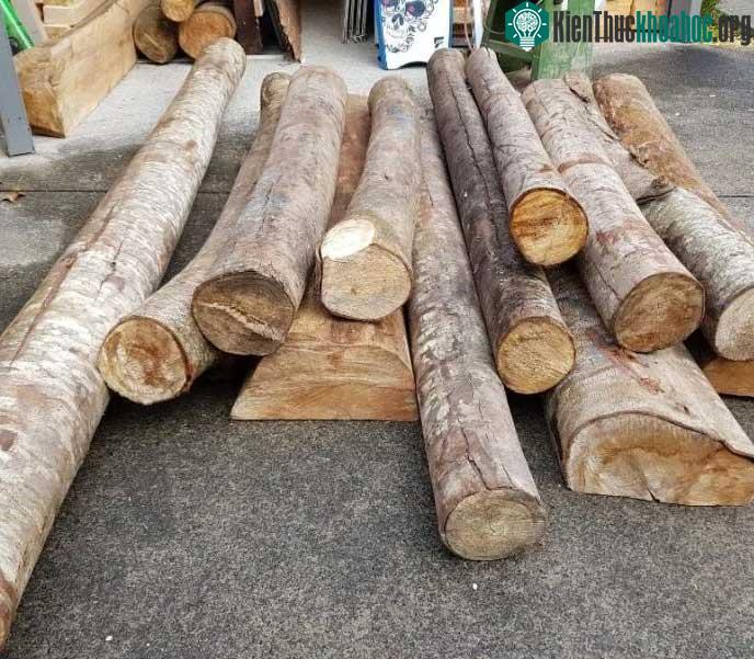 &nbsp;Cây gỗ Balsa là loại cây nhẹ nhất thế giới.
