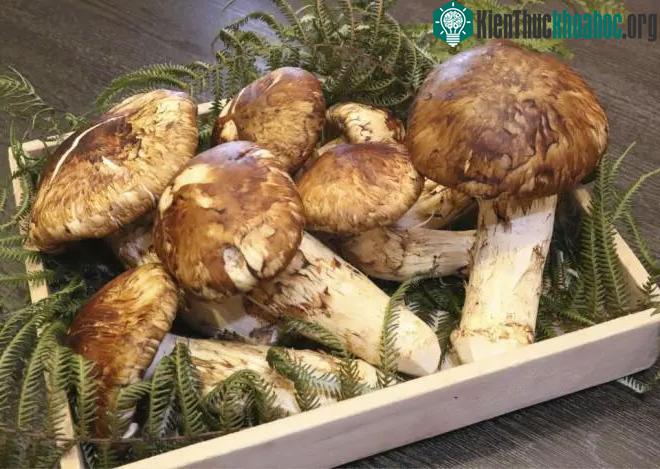 Nấm tùng nhung là loại nấm quý hiếm và có giá thành đắt đỏ