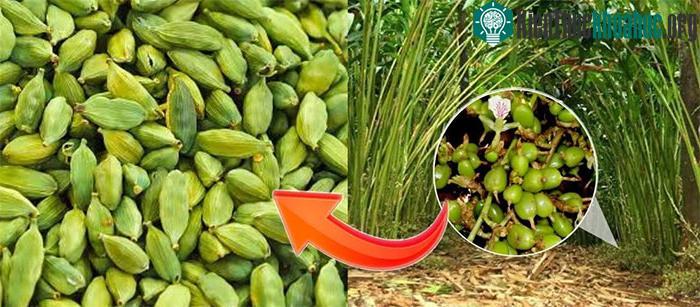 Quả bạch đậu khấu thường được bán với giá cao